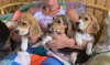 Дополнительные фото: Healthy Beagle puppies for free adoption