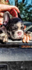 Фото №3. щенки французского бульдога блю мерль.  Канада