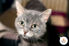 Дополнительные фото: Ланселап - кот с вдумчивым взглядом и печальной судьбой.