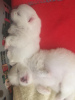 Дополнительные фото: Champion Sired Males White Cream Pomeranian