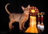 Дополнительные фото: Клубные абиссинские котята