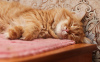 Фото №3. Ищет дом чудесный котик Боня!. Россия