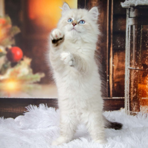Фото №3. Породистые котята. Россия