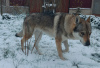 Фото №2 к объявлению №33280 о продаже волчью собаку сарлоса - купить в Беларуси из питомника, заводчик