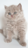 Дополнительные фото: Британский длинношерстный кот lilac babyboy - Отец Чемпион Мира