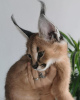 Фото №3. Продается дружелюбный кот каракал со скидкой 20%.. Великобритания