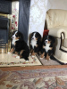 Фото №3. Cute Bernese Mountain puppies for free adoption.  Германия