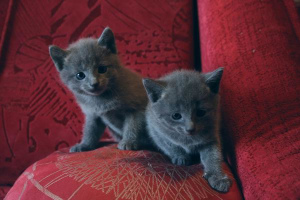 Дополнительные фото: Продам котят русской голубой кошки