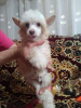 Фото №2 к объявлению №75139 о продаже китайскую хохлатую собаку - купить в России заводчик