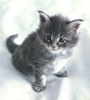 Фото №3. Очаровательные котята для бесплатного усыновления рядом с вами в США