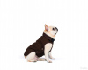 Фото №1. Вязаная нано куртка (свитер) Nano Knit Sweater Dog Gone Smart. в Москва. Цена 2000₽. Объявление №11534