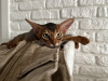 Фото №3. Абиссинская кошка дикого окраса. Беларусь