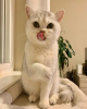Дополнительные фото: Великолепные сибирские котята уже в продаже