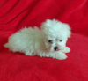 Фото №3. Cute Maltese puppies available for free adoptoin.  Германия