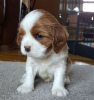 Дополнительные фото: Adorable Cavalier King Charles Puppies for free adoption