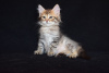 Дополнительные фото: Сибирские котята.