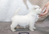Дополнительные фото: Питомник предлагает щенков west highland white terrier