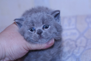 Дополнительные фото: Голубой британский котик