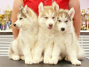 Дополнительные фото: Предлагаются к продаже щенки породы сибирский хаски.От прекрасных
