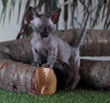 Фото №3. Эксклюзив кошка карлик, порода бамбино.. Украина
