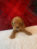 Фото №3. Beautiful Cavapoo Puppies For free adoption.  Германия