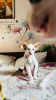 Фото №4. Продам ориентальную кошку в Haifa из питомника - цена договорная