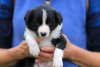 Фото №3. Adorable Border Collie puppies for free adoption.  Германия