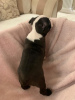 Дополнительные фото: Adorable Boston Terrier Puppies for free adoption