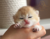 Дополнительные фото: British kittens golden chinshilas