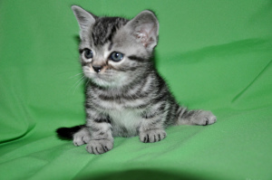 Фото №3. Котята эксклюзивной породы Американская короткошерстная. Россия