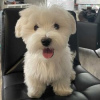 Дополнительные фото: Cute Maltese puppies available for free adoptoin