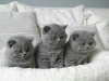 Фото №3. Британские короткошерстные котята. Украина