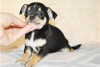 Дополнительные фото: Adorable Chihuahua Puppies for free adoption