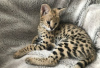 Фото №3. F1 geregistreerde Savannah-kittens te koop. Нидерланды