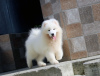 Фото №2 к объявлению №73518 о продаже самоедскую собаку - купить в Украине заводчик
