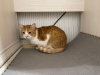 Дополнительные фото: Очаровательный рыжий котик Бонечка ищет дом и любящую семью!