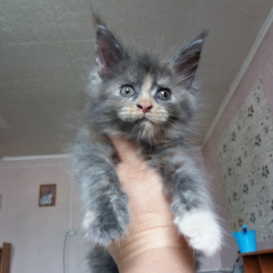 Фото №3. Мейн-кун котята. Россия