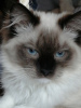 Дополнительные фото: Клубный котенок редкой породы рэгдолл.