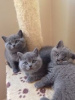 Дополнительные фото: Cute British-shorthair kitten for frr adoption