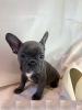 Дополнительные фото: Adorable French bulldog Puppies for free adoption