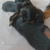 Дополнительные фото: Продаются 4 щенка брюссельского гриффона