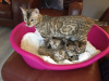 Фото №3. 3 котенка бенгальской кошки на усыновление в Германии. Германия