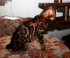 Дополнительные фото: Вязка с бенгальским котом
