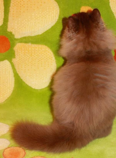 Фото №3. Котенок - британский длинношерстныйThe kitten is a British longhair.. Беларусь