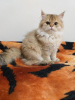 Фото №3. Породистые котята из питомника.Ищем новых мам и пап.. Турция