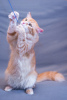 Дополнительные фото: Восхитительный кот Рыжик в добрые руки