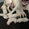 Дополнительные фото: Потрясающие белые щенки лабрадора