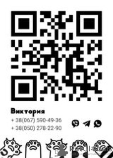 Фото №2 к объявлению №12625 о продаже рэгдолл - купить в Украине из питомника, заводчик