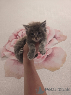 Фото №1. мейн-кун - купить в Абердин за договорная. Объявление №157146