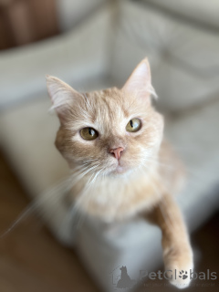 Фото №2 к объявлению №138800 о продаже  - купить в Беларуси 